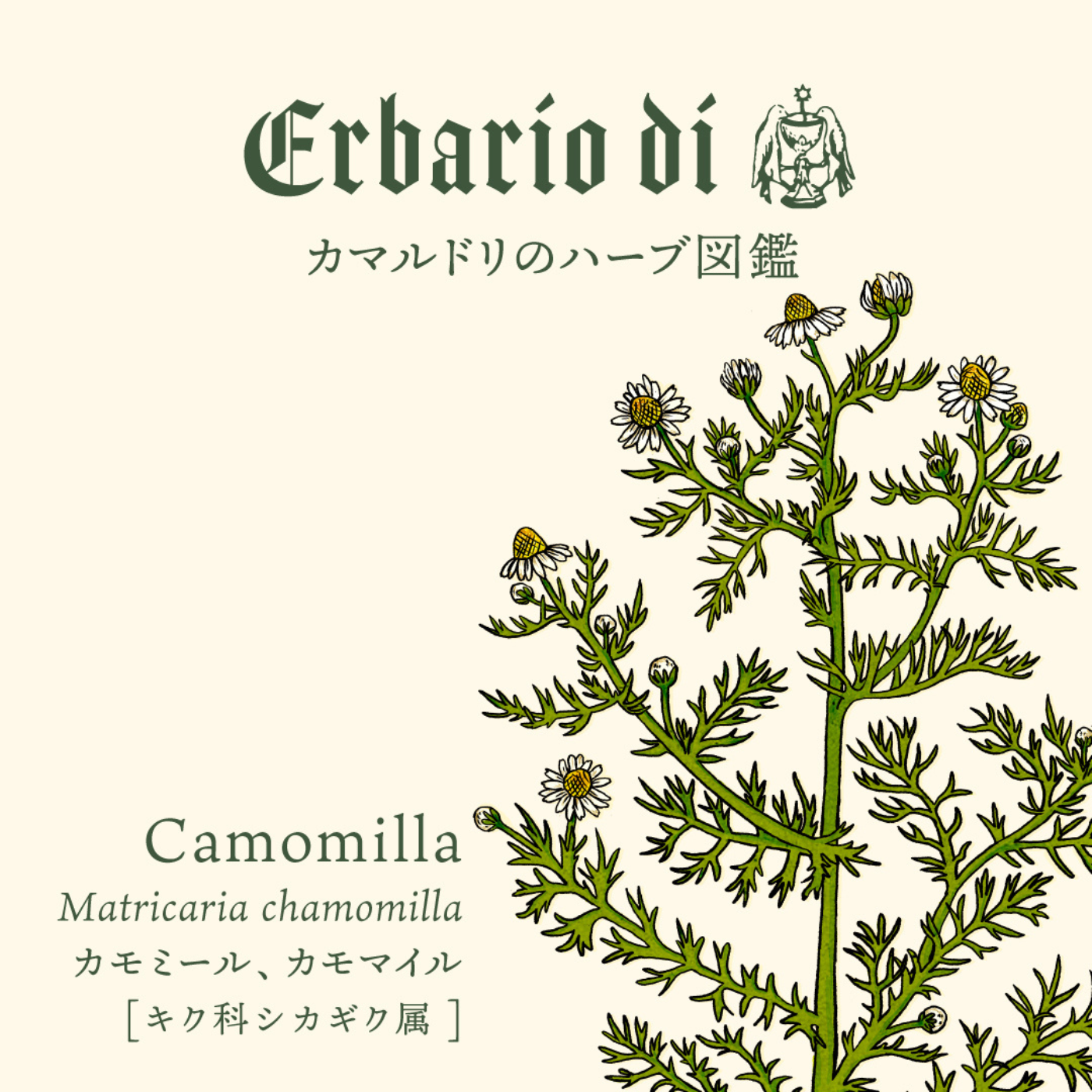 カモミール