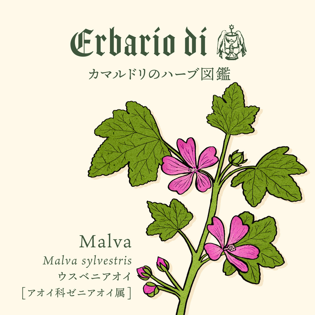ウスベニアオイ