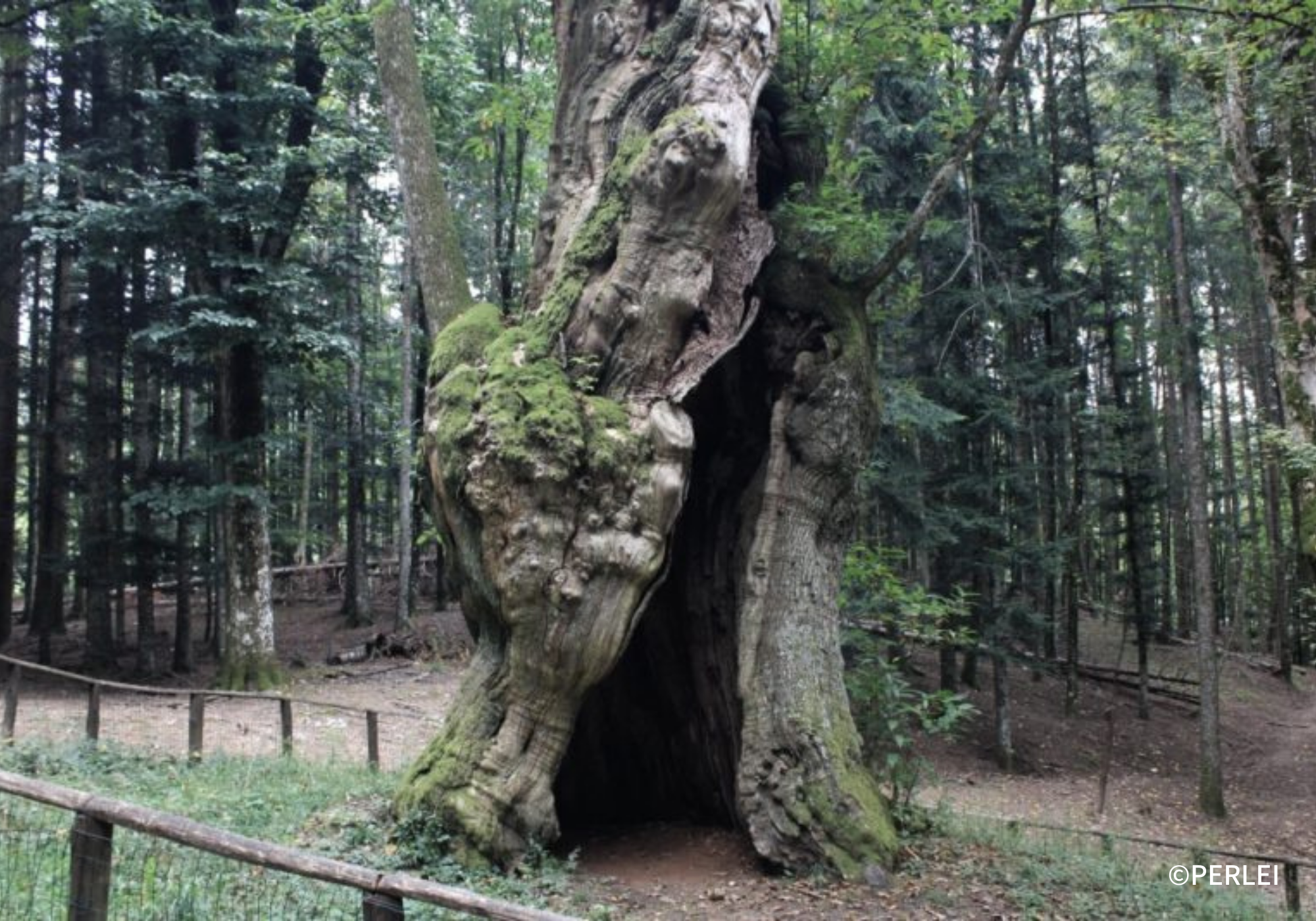 カセンティーノの栗の木「ミラグリア」