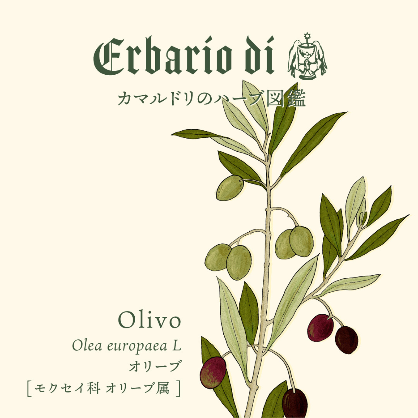 オリーブ